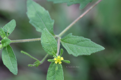 Sigesbeckia orientalis